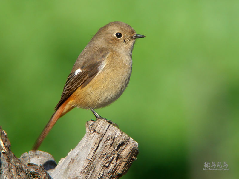 ジョウビタキ(メス)