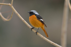 ジョウビタキ（オス）