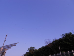 小塚山トンボ大群2015.7.11